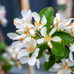 Patio Crab Apple Tree Red Sentinel (dwarf, M9 Rootstock) | 1 x 5L