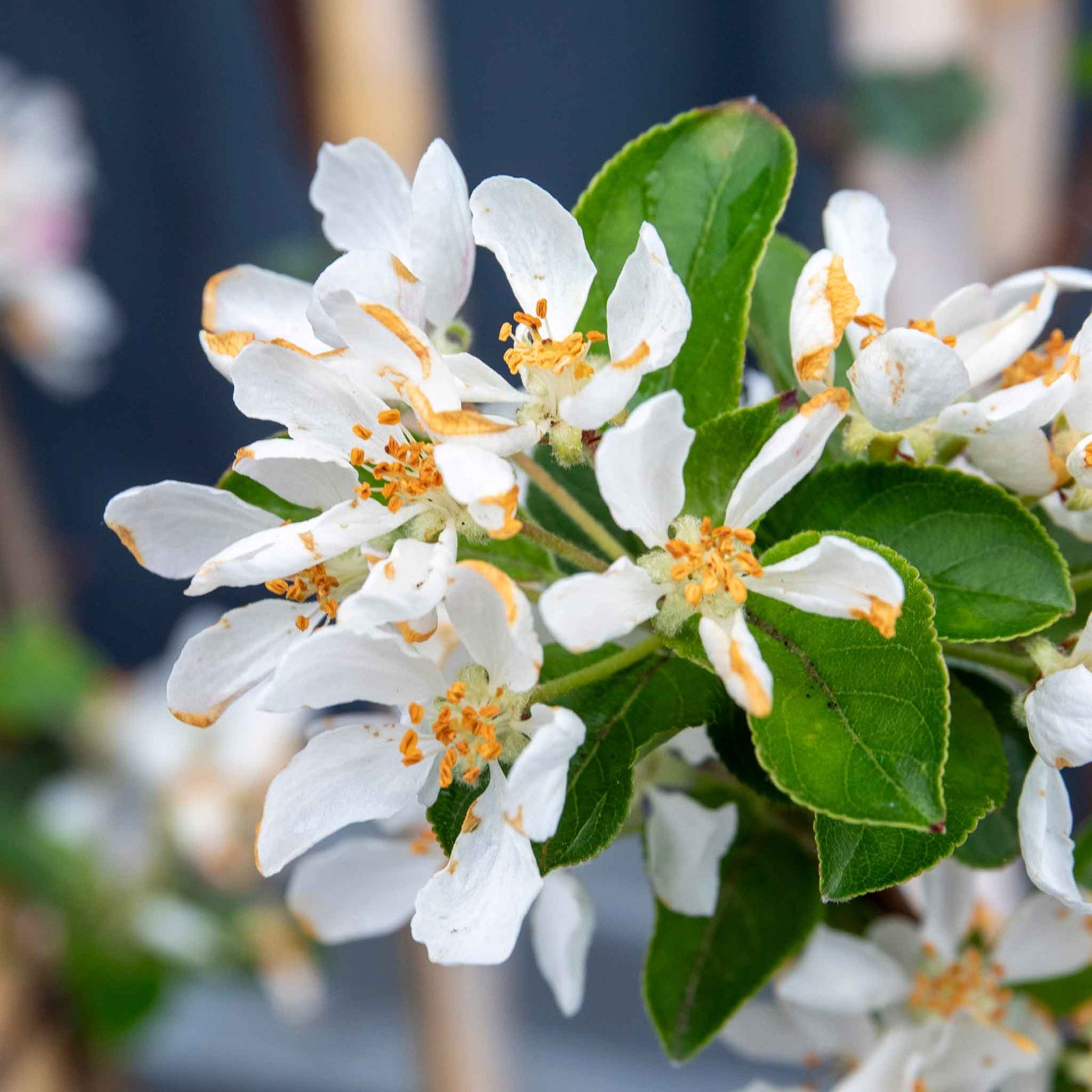 Patio Crab Apple Tree Red Sentinel (dwarf, M9 Rootstock) | 1 x 5L