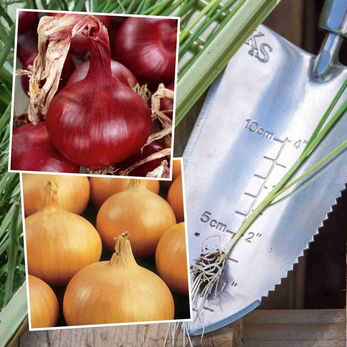 Onion Plants Ailsa Craig & Sturon Seedlings | Set of 80