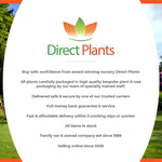 Direct Plants Carpinus Betulus Fastigiata Tree 6ft Tall Supplied In A 12 Litre Pot