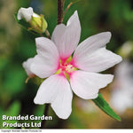 Lavatera Barnsley Baby Growing Kit