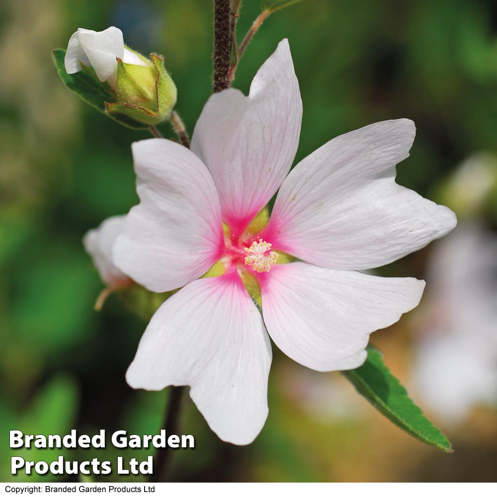 Lavatera Barnsley Baby Growing Kit
