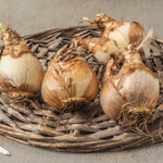 Exclusive Bumper Narcissus Collection - 60 Fantastic Bulbs