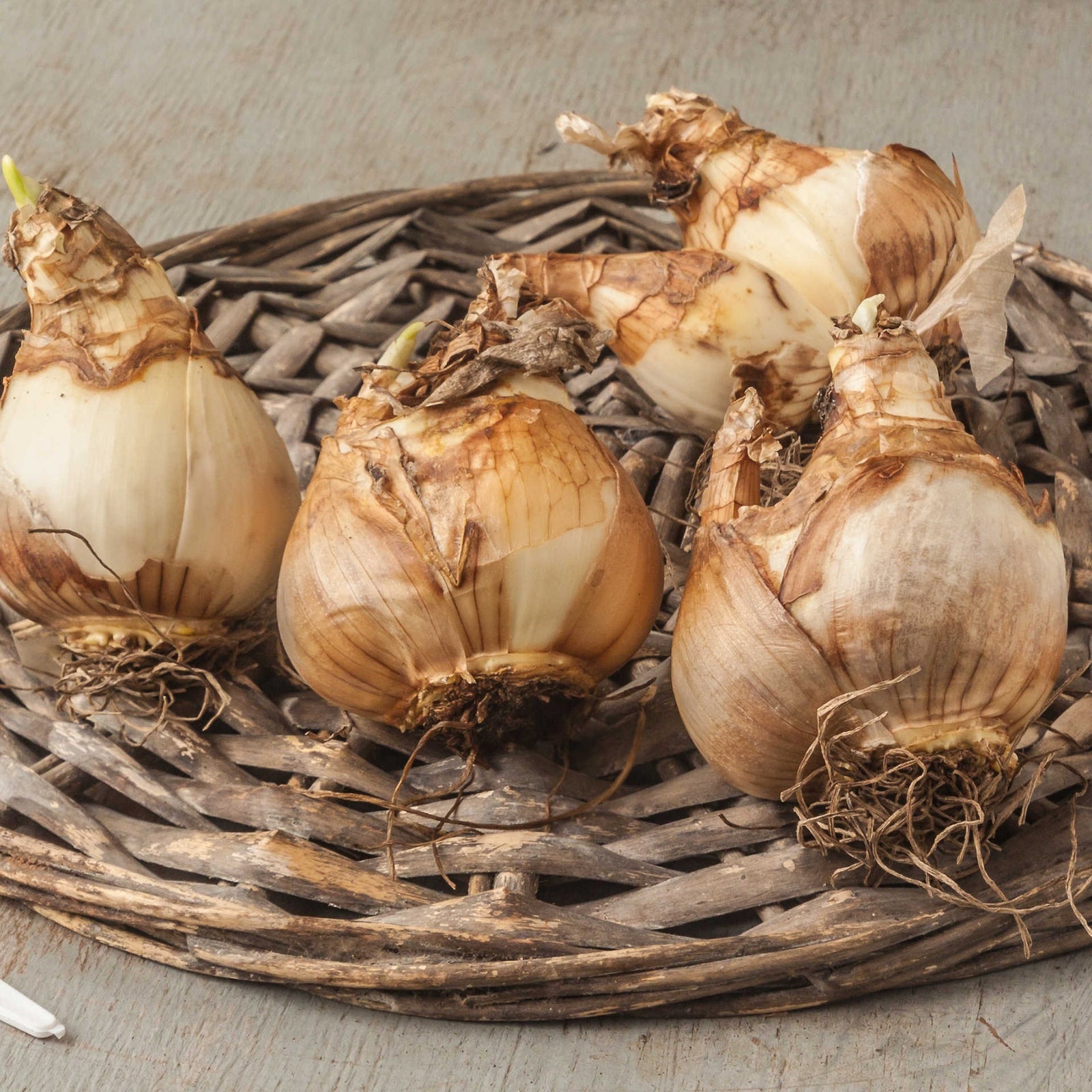 Hayloft Exclusive Bumper Tulip Collection - 60 Fantastic Bulbs