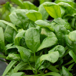 Organic Spinach 'america' | 500 Seeds | Green