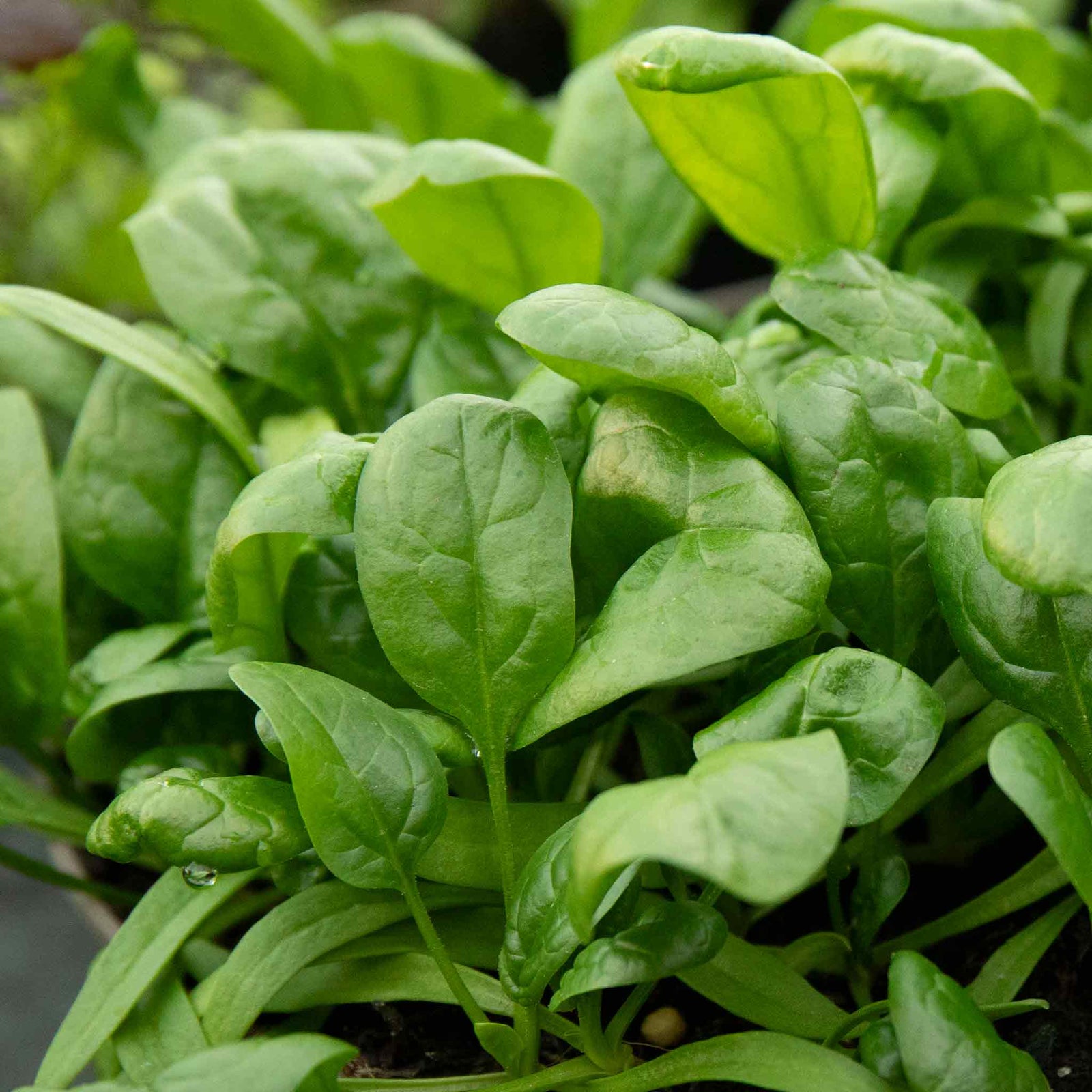 Organic Spinach 'america' | 500 Seeds | Green