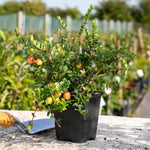 Cranberry 'pilgrim' 3 Pack - Trailing Evergreen, Pink Flowers, Red Berries | 3 x 7cm Plants | Pink