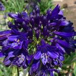 Agapanthus 'midnight Sky' 2l Plant | Set of 1