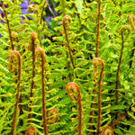 Hayloft Dryopteris Filix-mas - 3 x 2 litre pots
