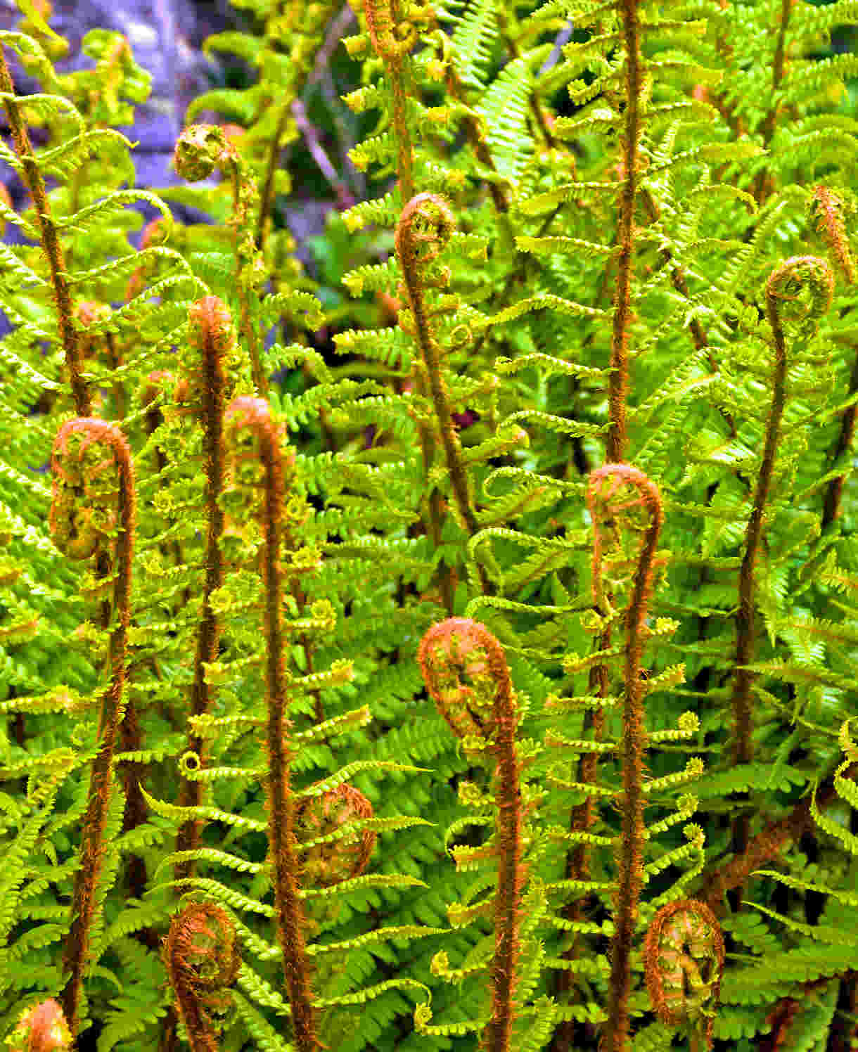 Hayloft Dryopteris Filix-mas - 3 x 2 litre pots