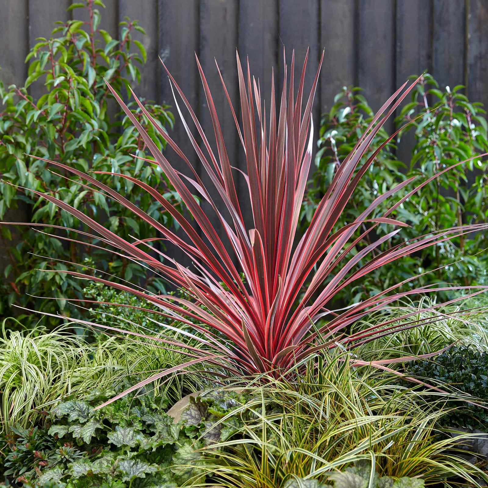 Cordyline 'charlie Boy' - Pink And Burgundy Foliage, Hardy Evergreen 9cm | 1 x 9cm | Pink