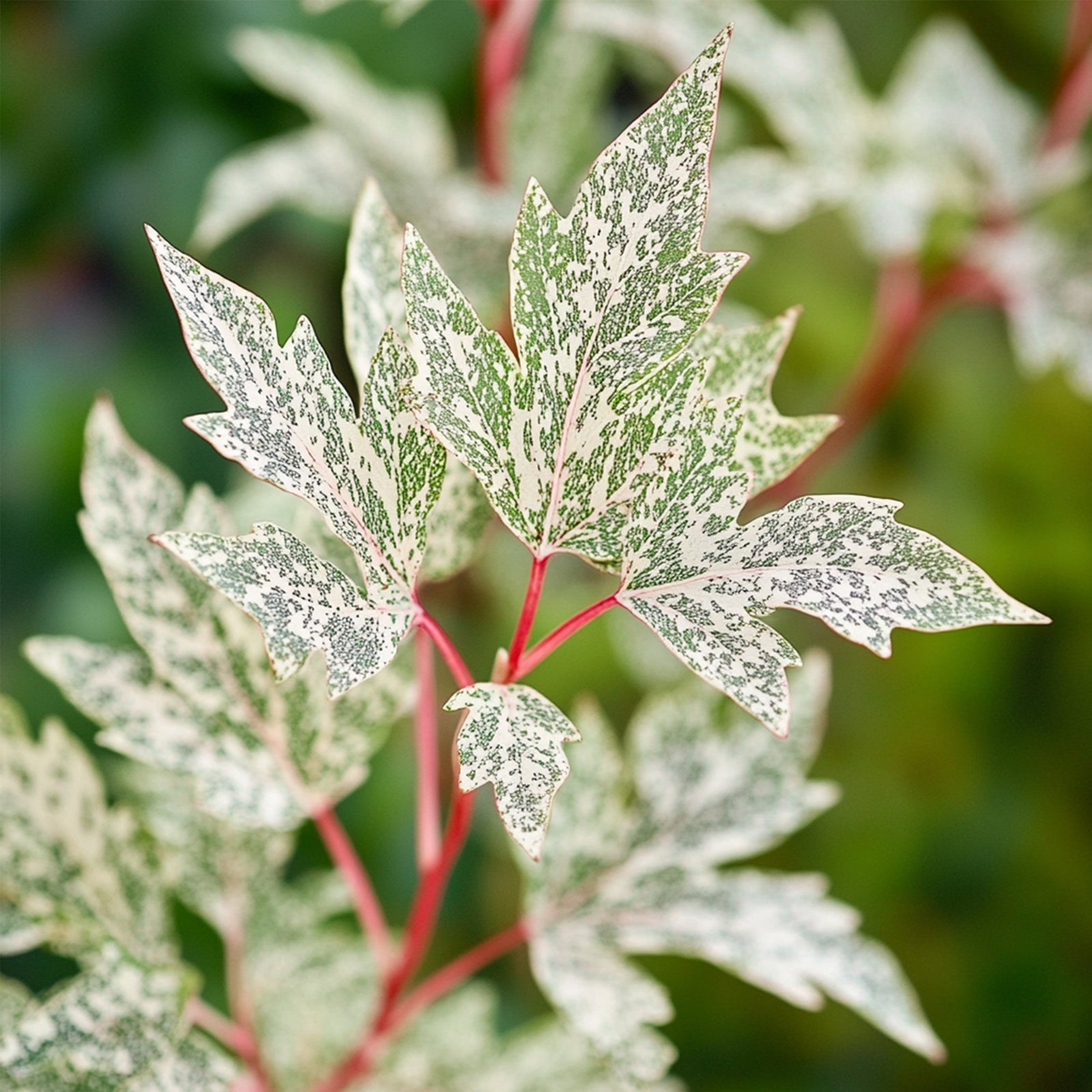 Japanese Maple - Acer Palmatum 'Ukigumo' - Height 50-60cm - ⌀19cm | Set of 1 | Green