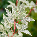 Japanese Maple - Acer Palmatum 'Ukigumo' - Height 50-60cm - ⌀19cm | Set of 1 | Green