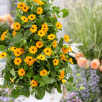 Thunbergia 'orange' Climbing Plant Plug Plants | 12 x Plug Plants | Orange