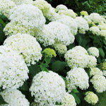 Hydrangea Annabelle Garden Shrubs Pack Of 3