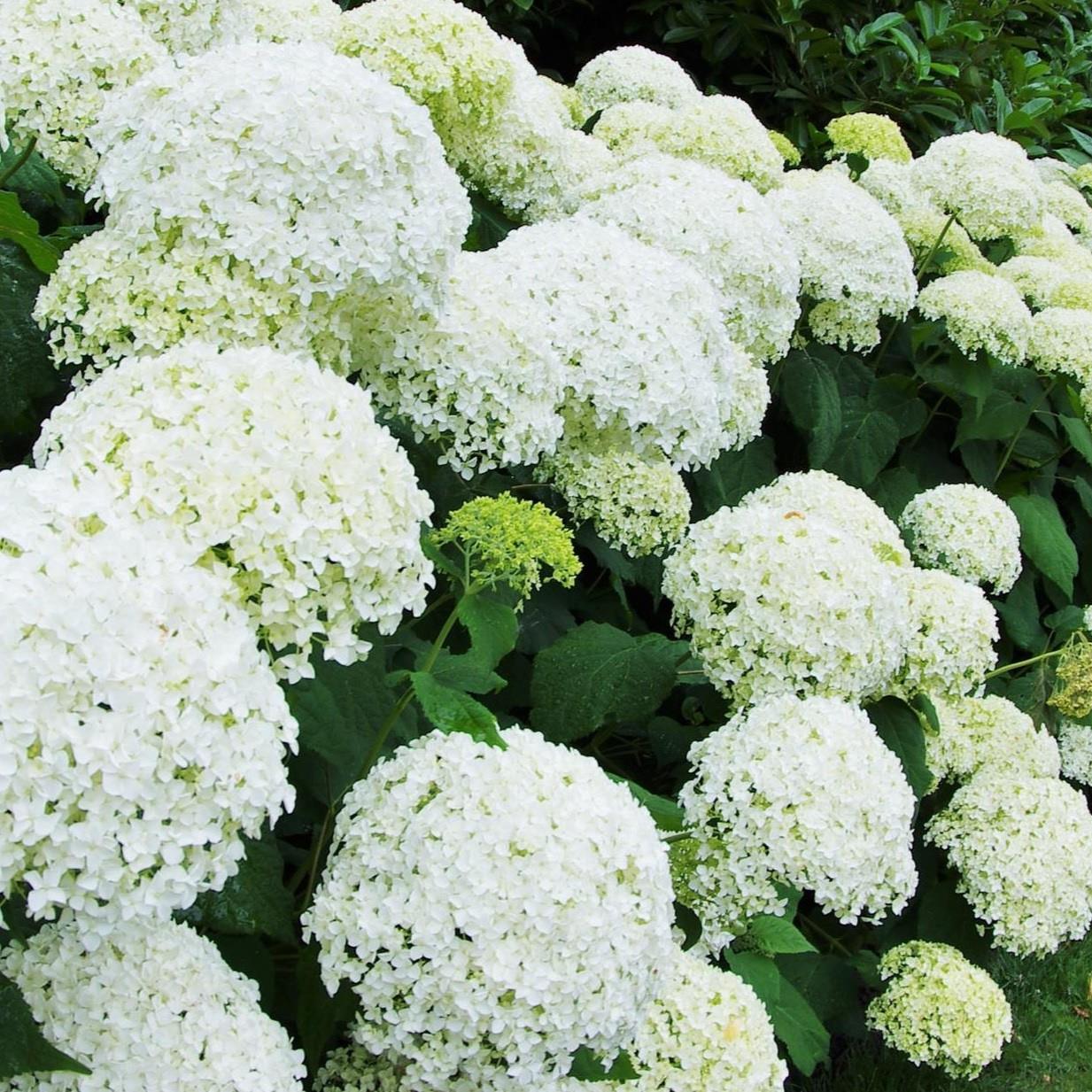 Hydrangea Annabelle Garden Shrubs Pack Of 3