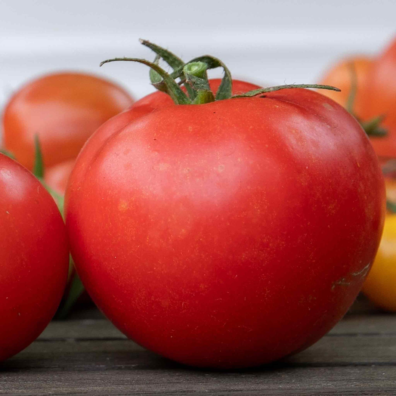 Supersteak Tomato Seeds | 10 Seeds
