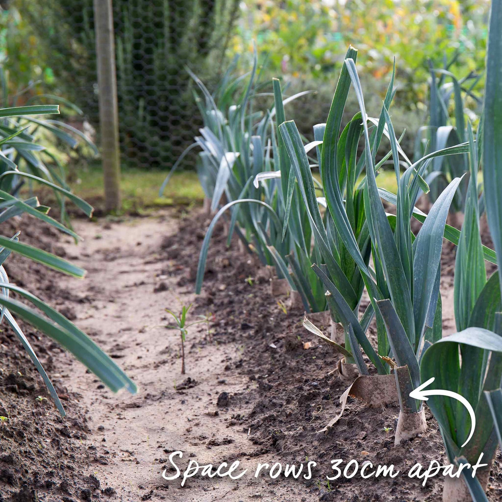 Leek 'jolant' - Vigorous Hardy Variety, Mild Flavour | 12 x Garden Ready Plugs