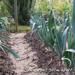 Leek 'tornado' High-yield Winter-hardy | 12 x Garden Ready Plugs | Green & White