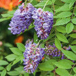 Wisteria 'amethyst Falls' Compact Purple Climber Plant | 1 x 7.5L | Purple & Green