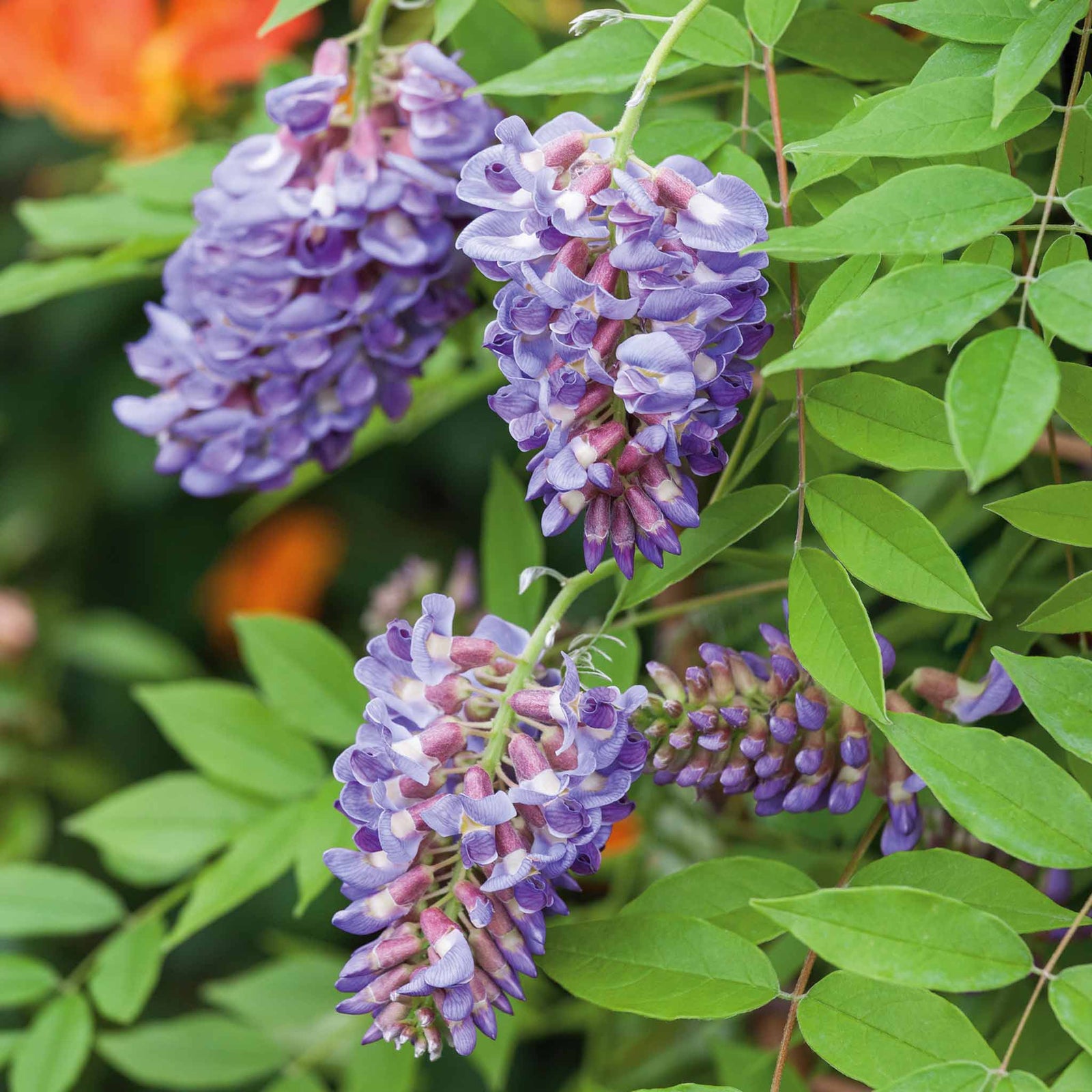 Wisteria 'amethyst Falls' Compact Purple Climber Plant | 1 x 4L | Purple & Green