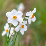 Hayloft Clean And Clear Narcissus Collection - 25 Bulbs