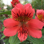 Hayloft Alstroemeria Duchesse D'anjou 'elisabeth' 3 X 9cm Pots