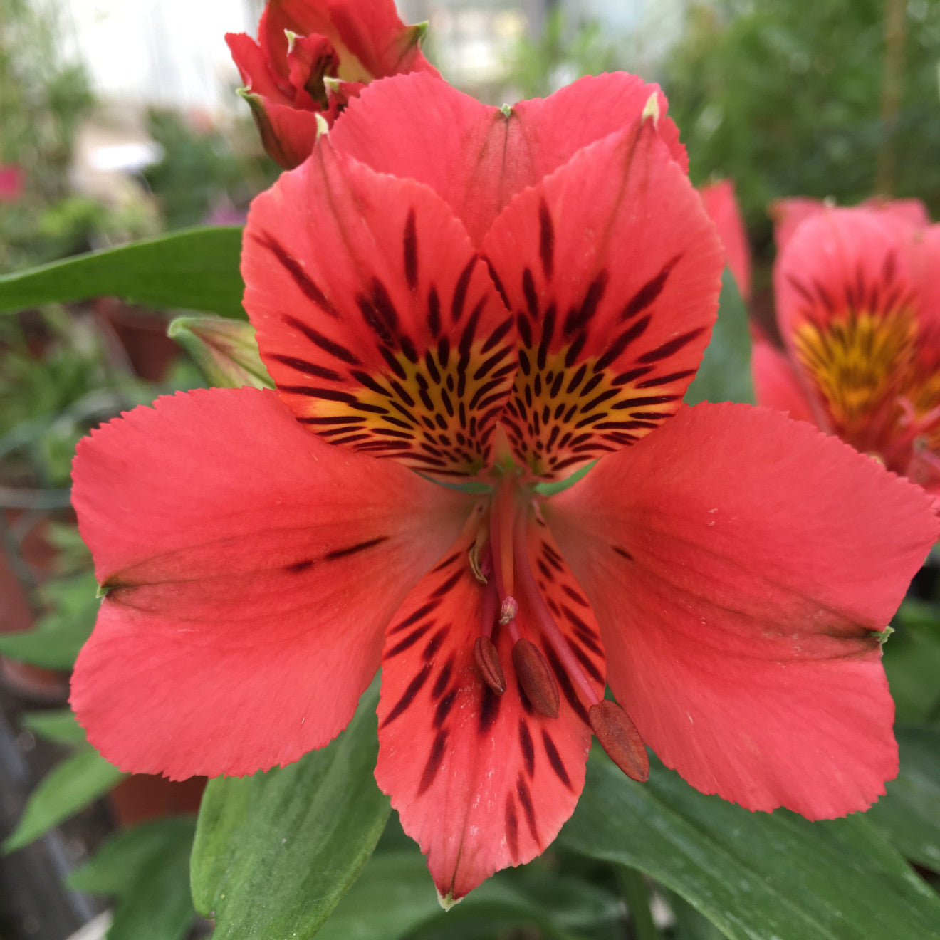 Hayloft Alstroemeria Duchesse D'anjou 'elisabeth' 3 X 9cm Pots