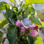 Apple Tree 'green Sensation' Compact Patio Ballerina Tree | 1 x 5L | Green