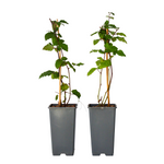 Blackberry Plant - Rubus Fruticosus 'Thornfree' - H50-60cm - ⌀15cm | Set of 2 | Pink