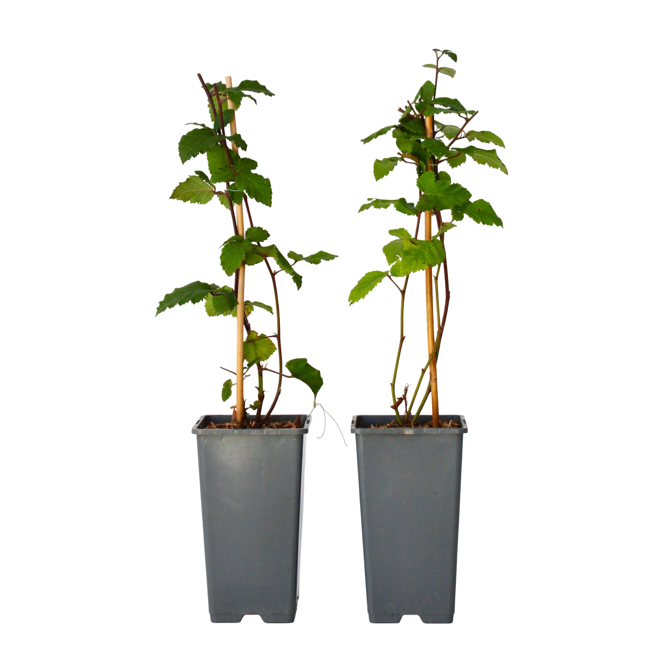 Blackberry Plant - Rubus Fruticosus 'Thornfree' - H50-60cm - ⌀15cm | Set of 2 | Pink