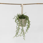 String Of Bananas - Senecio Radicans - Height 10-20cm - ⌀12cm | Set of 1 | Green