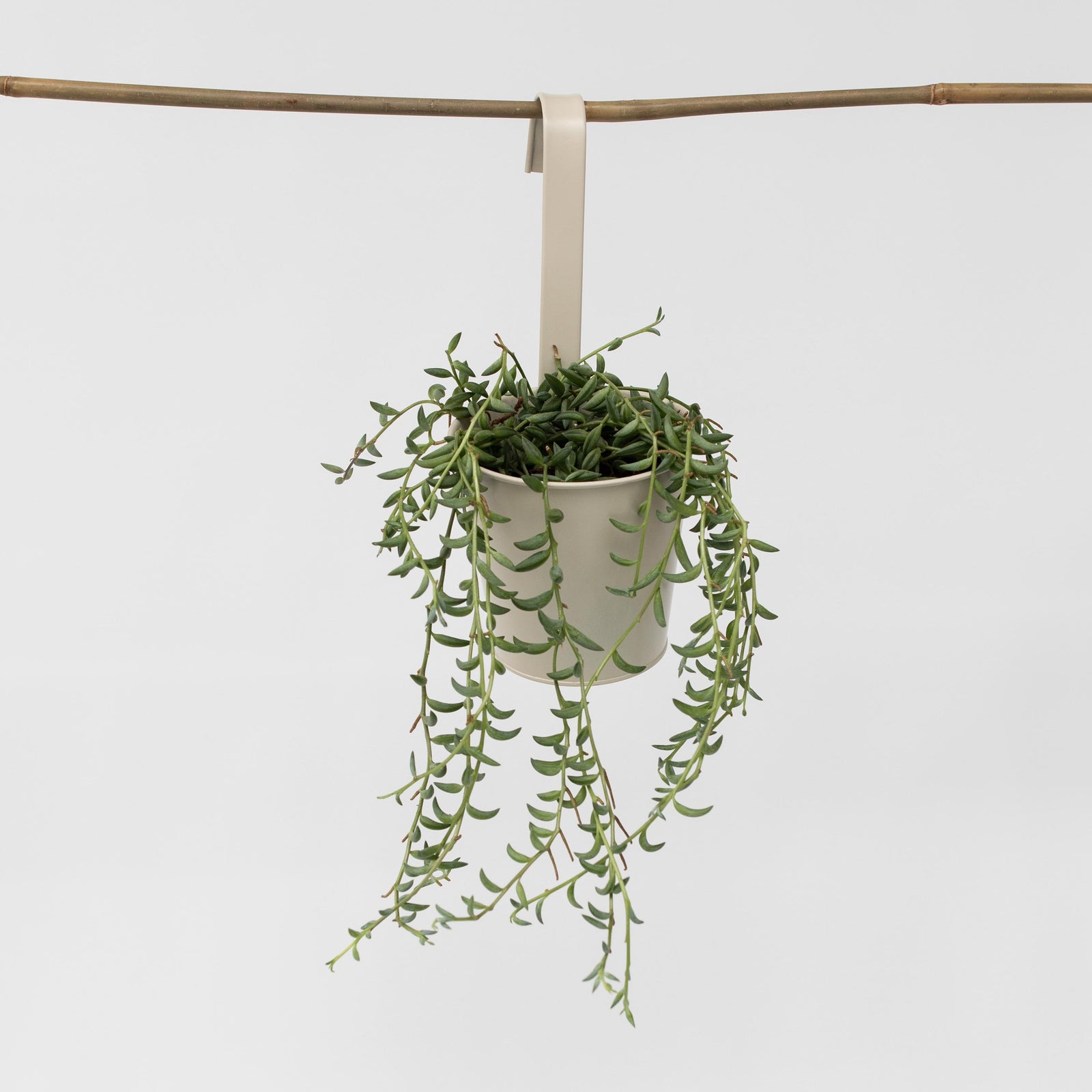 String Of Bananas - Senecio Radicans - Height 10-20cm - ⌀12cm | Set of 1 | Green