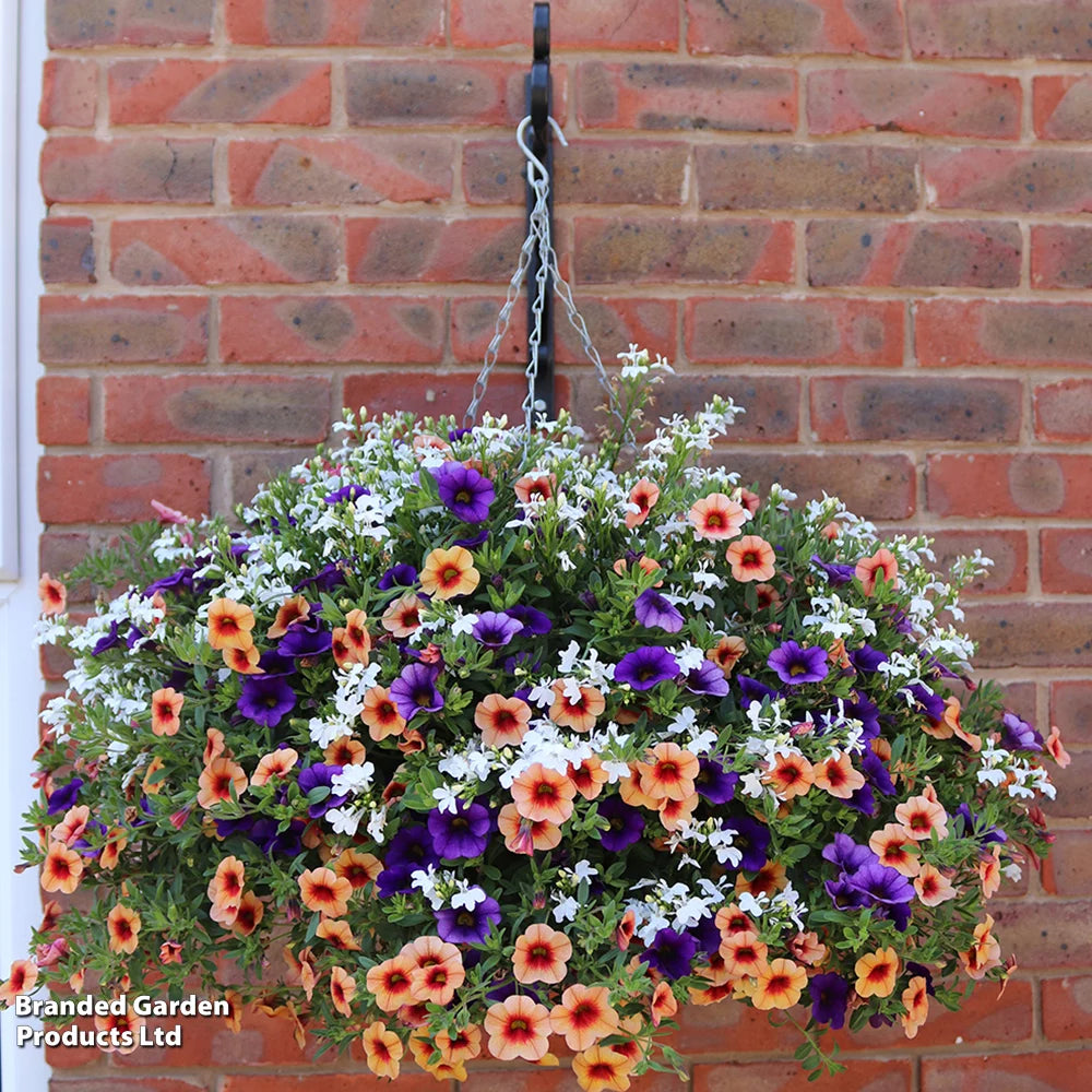 Fruit Salad Preplanted Hanging Basket | 25cm