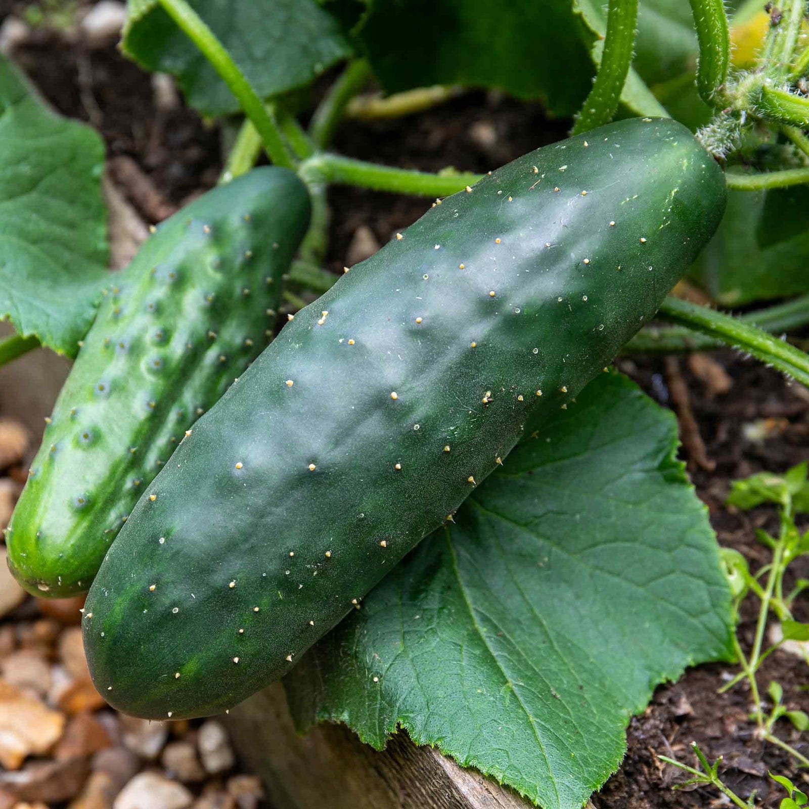 Cucumber 'marketmore' Rhs Award-winning Variety | 3 x Jumbo Plugs | Green