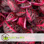 Bloodleaf Plant - 2 Pcs. - Iresine Herbstii - Height 20-30cm - ⌀13cm | Set of 2 | Red