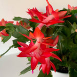 Schlumbergera Red Christmas Cactus | 2 x 9cm | Deep Red