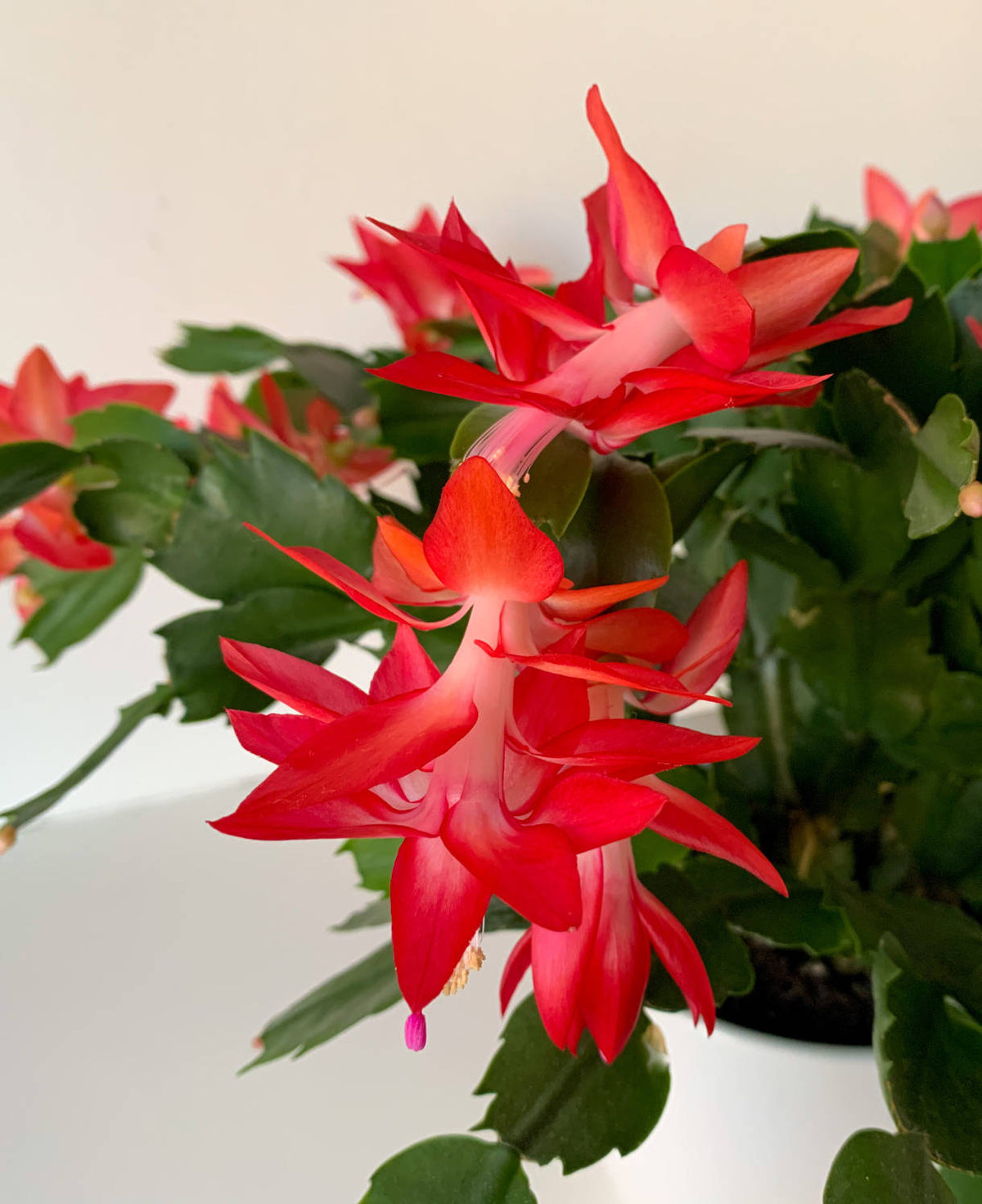 Schlumbergera Red Christmas Cactus | 2 x 9cm | Deep Red
