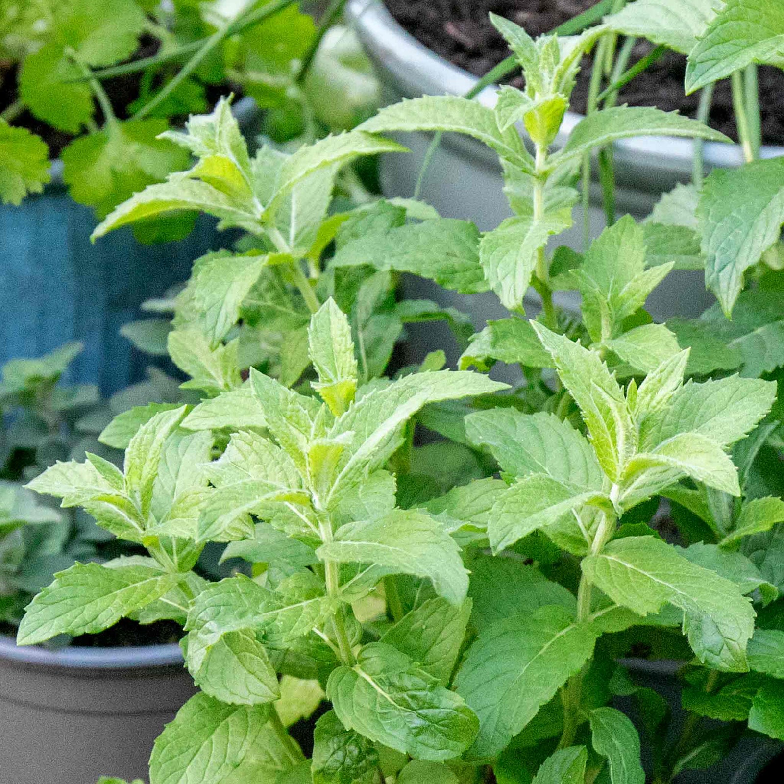 Mint 'spearmint' | 3 x 7cm Plants