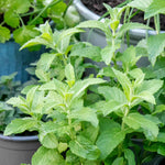Mint 'spearmint' | 1L