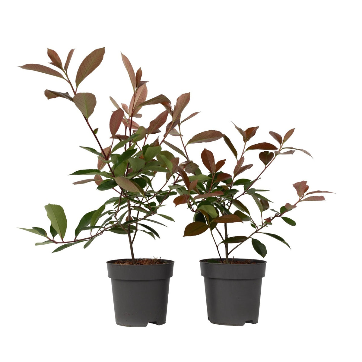 Christmas Berry - Photinia Fraseri 'red Robin' - Height 30-40cm - ⌀17cm | Set of 2 | Red