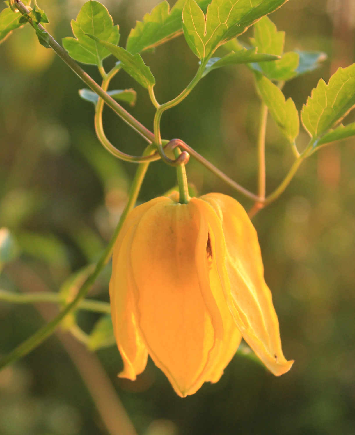 Clematis Orientalis 'bill Mackenzie' - 8cm Pots | Set-of-1 | Yellow