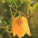 Clematis Orientalis 'bill Mackenzie' - 8cm Pots | Set-of-1 | Yellow