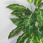 Artificial 100cm Large Fox's Aglaonema Tree Plant