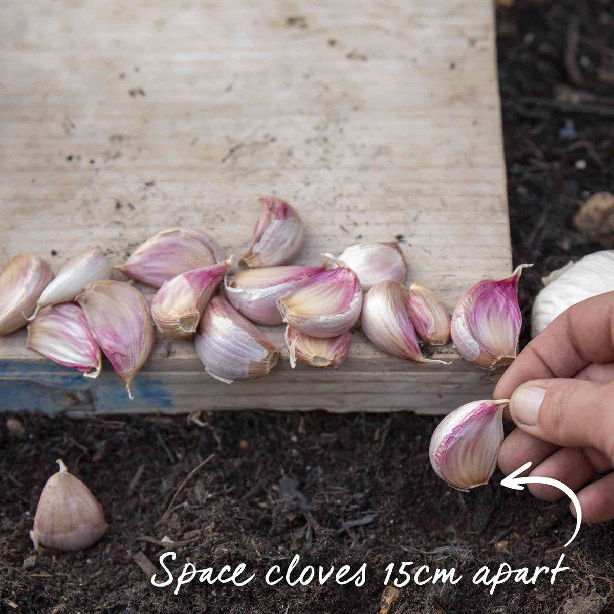 Garlic Cloves 'mersley Wight' Softneck Approx 20 Cloves | Set of 2 | Multi