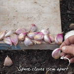 Picardy Wight Softneck Garlic Cloves Spring Planting | Set of 2 | Multi