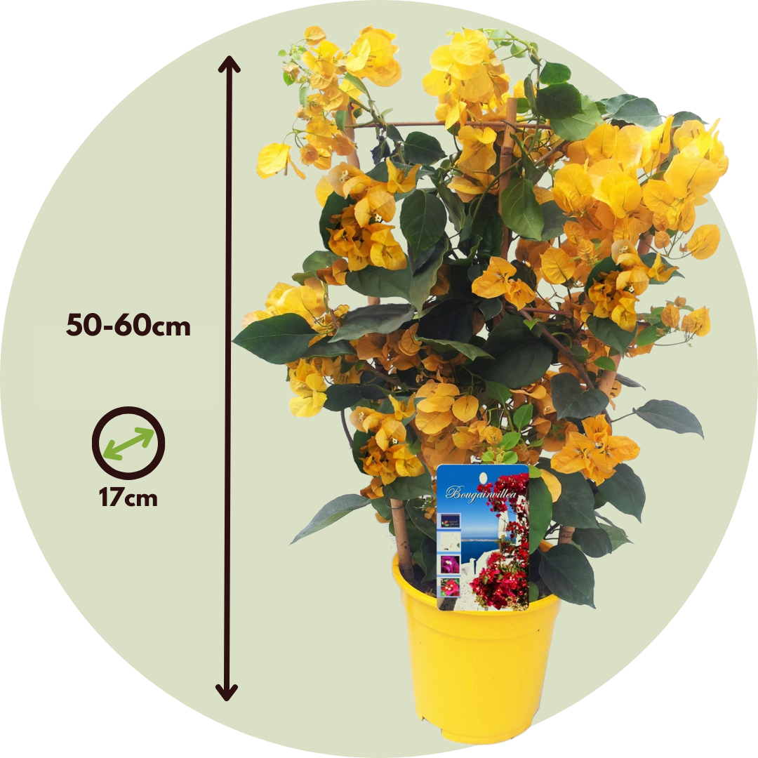 Paper Flower - Height 50-60cm - ⌀17cm | Set of 1 | Yellow
