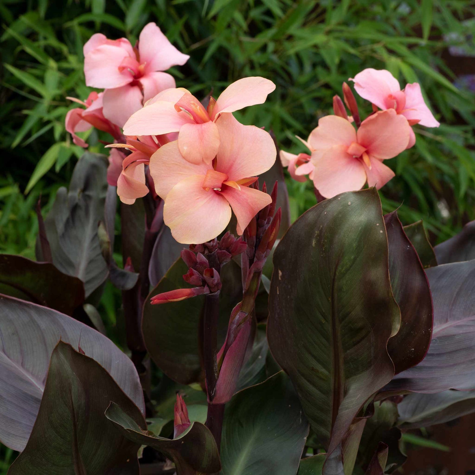 Canna Lily 'cannova Bronze Peach' Plant | 1 x 2L | Multi