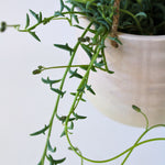 String Of Dolphins - Senecio Peregrinus - Height 10-20cm - ⌀12cm | Set of 1 | Green