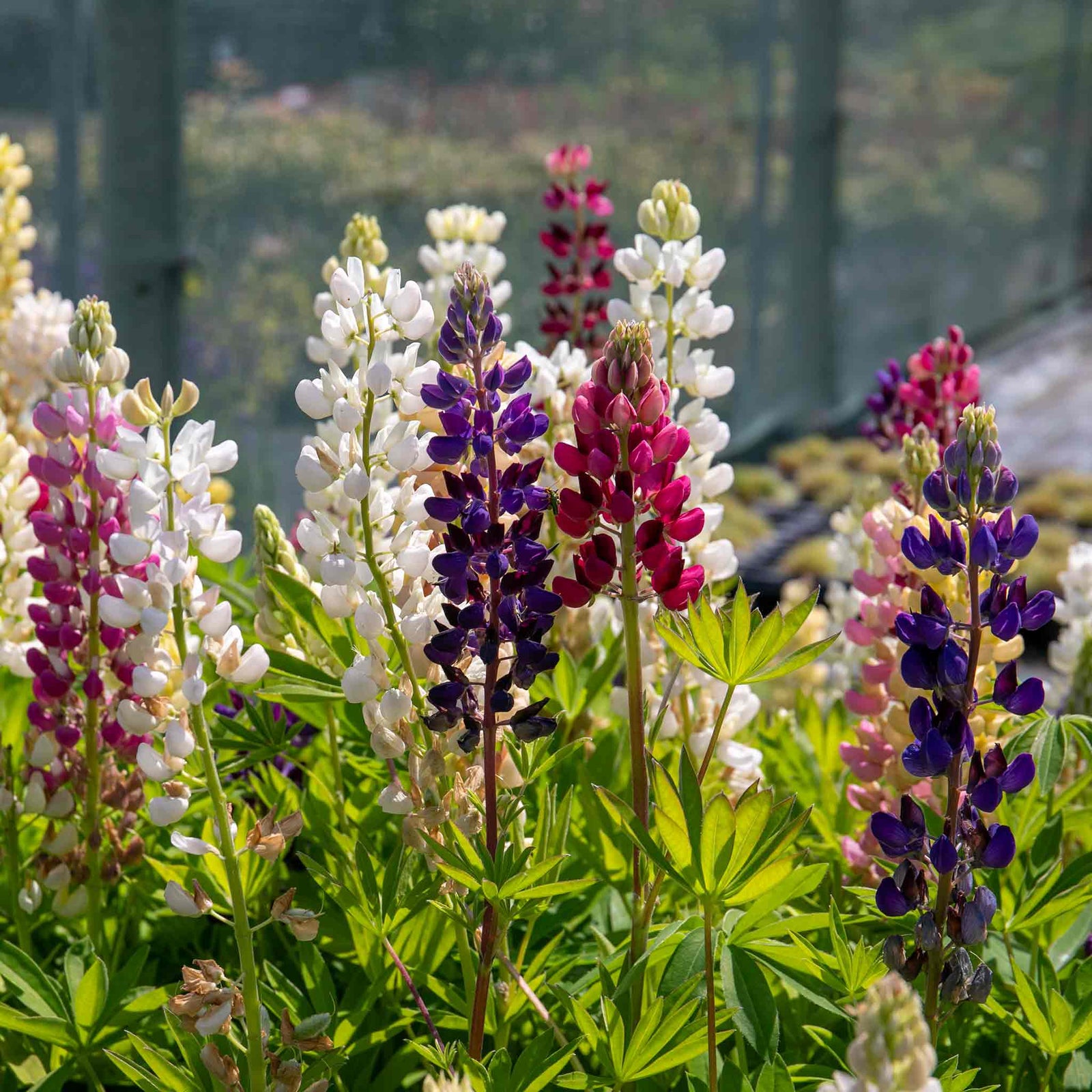 Lupin 'legendary Mix' - Tall Pollinator-friendly Perennial | 24 x Jumbo Plugs | Multi